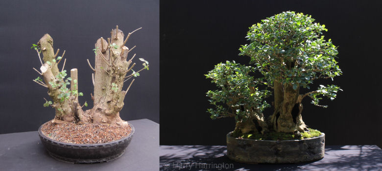 privet bonsai progression